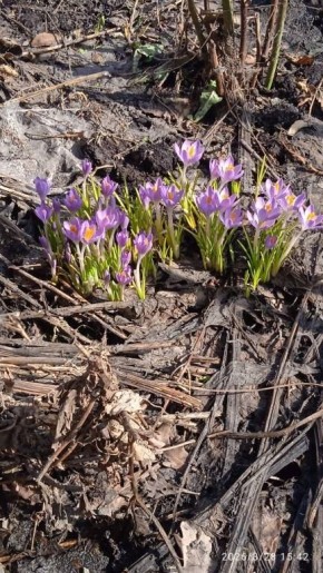 Крокусы расцвели в Алтайском крае