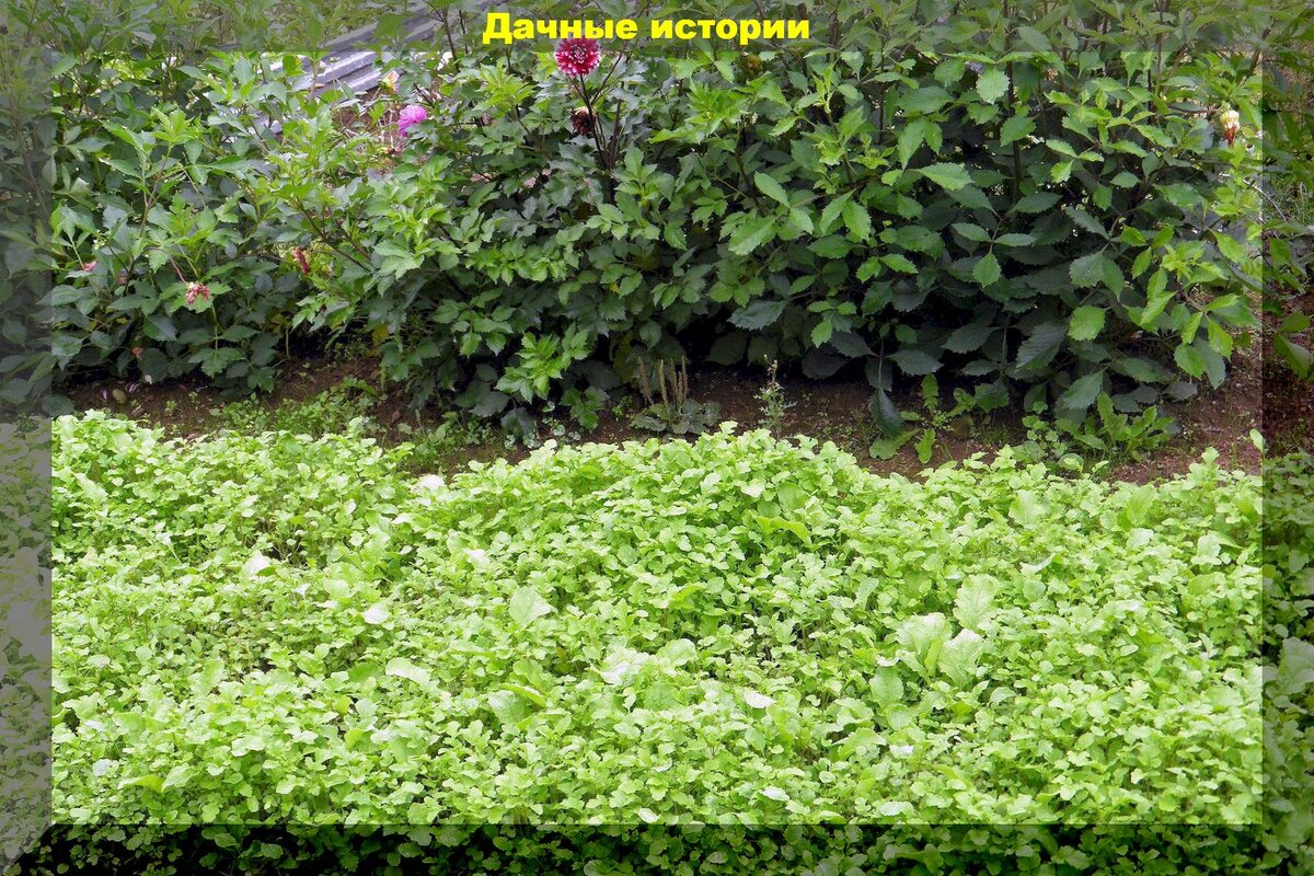 Секреты осенней сидерации: как улучшить здоровье почвы и увеличить её плодородие