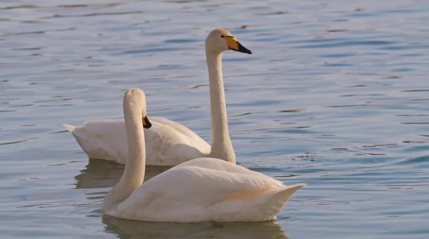 ����� �� ������ ������ ������