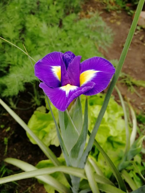 ��� ��������� �������� ����������� ���������� �����: ���� � ������