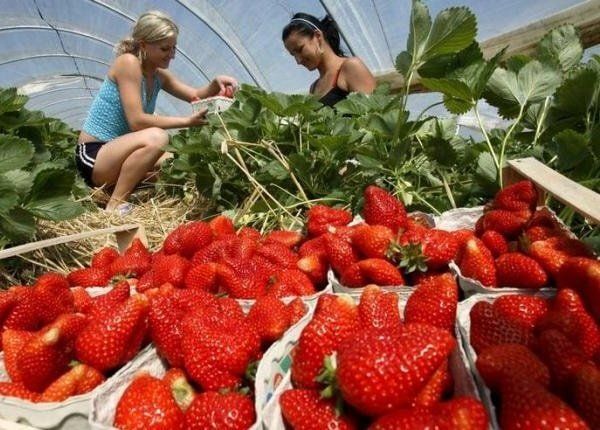 ����������� ��������: �� ���� �� ������