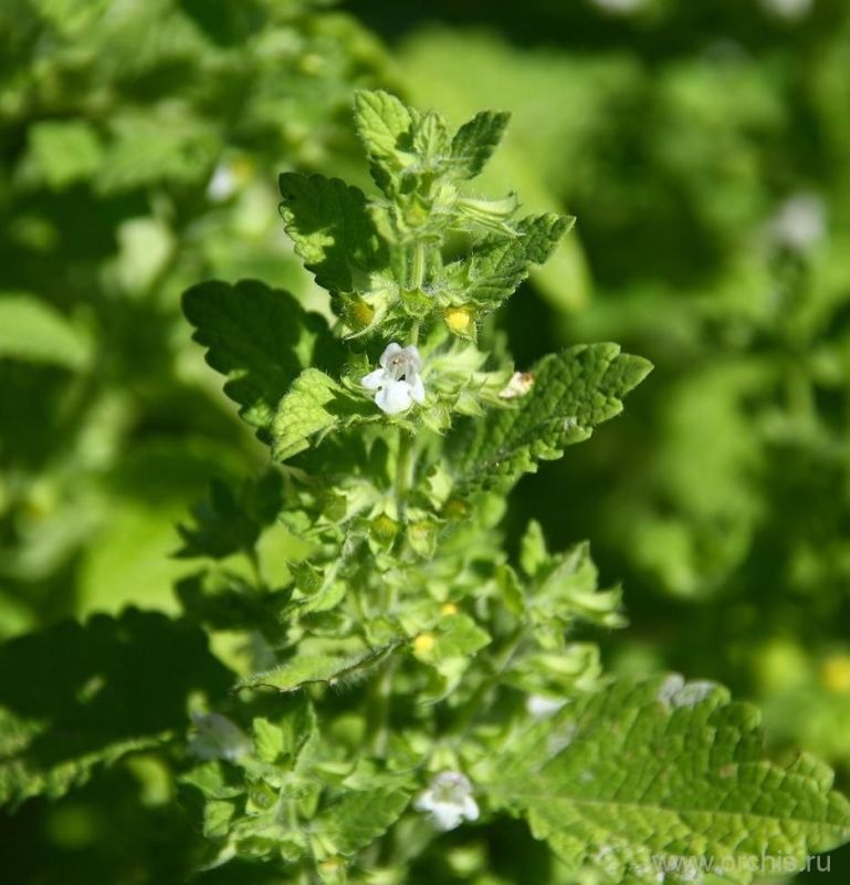 �����, ���������� ���������� �� �������� � ��������� ��������