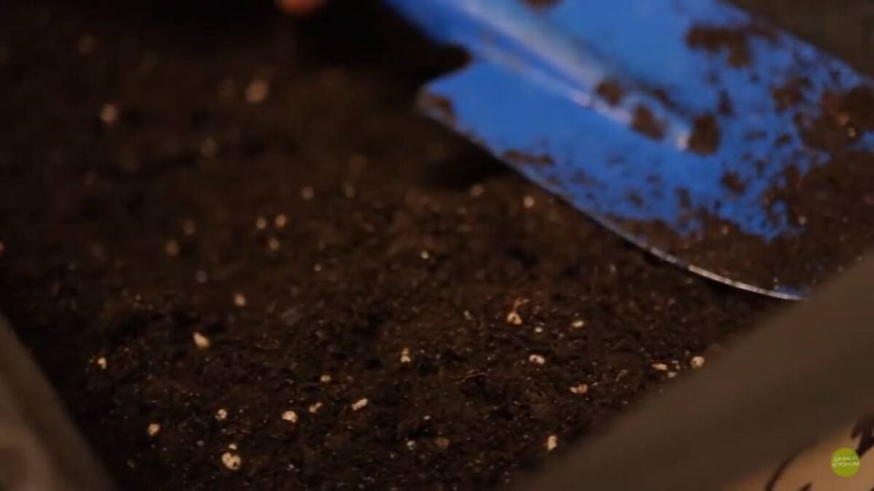 ��� ������� ��������� ����� ��� �������: ������ �� ������� ���������