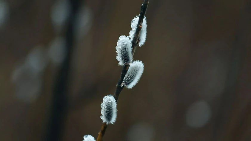 ��� ����� ������� ����������� � ��� ��� ��������?