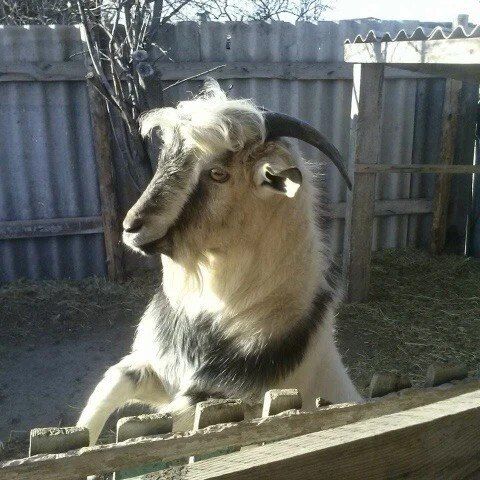 ��������, �������� �� �������� � ���� �������, ������ �� ������