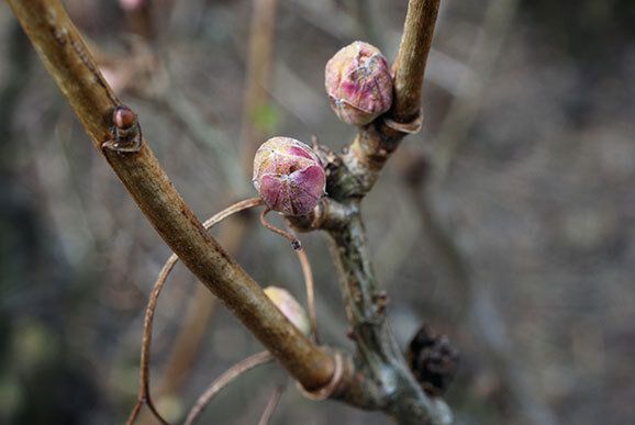 ��� �������� ��������� �� ��������� �����: ����������� ���������