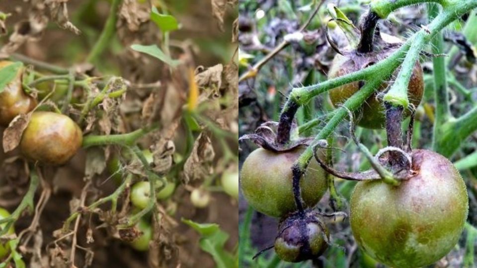 �������� �������: ��� ������� �������� ������� ���� �������� �� ���������