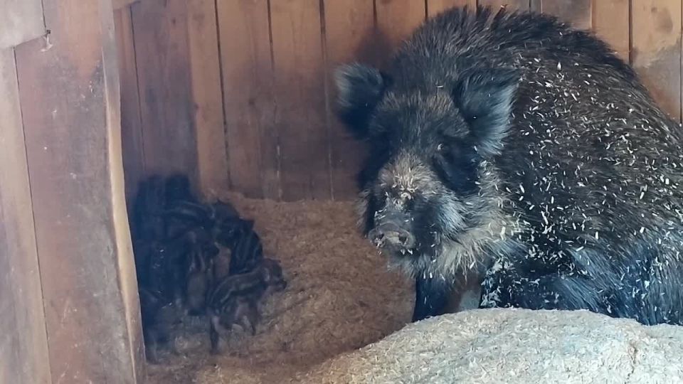 � ������������ �������� �������� ��������