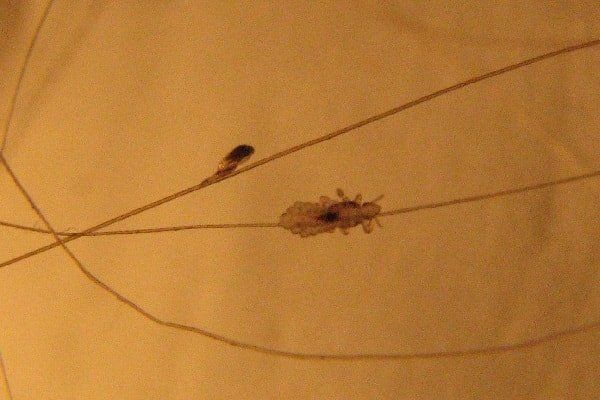 ��� �������� ���� ������ �� ���� � ����: ������������ ������ �� ������ � �����������