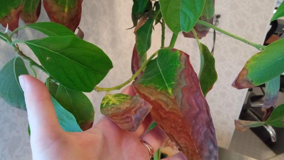 ��� �������� �������� �������� ����� ��������� �������: ������ �� ������� ������