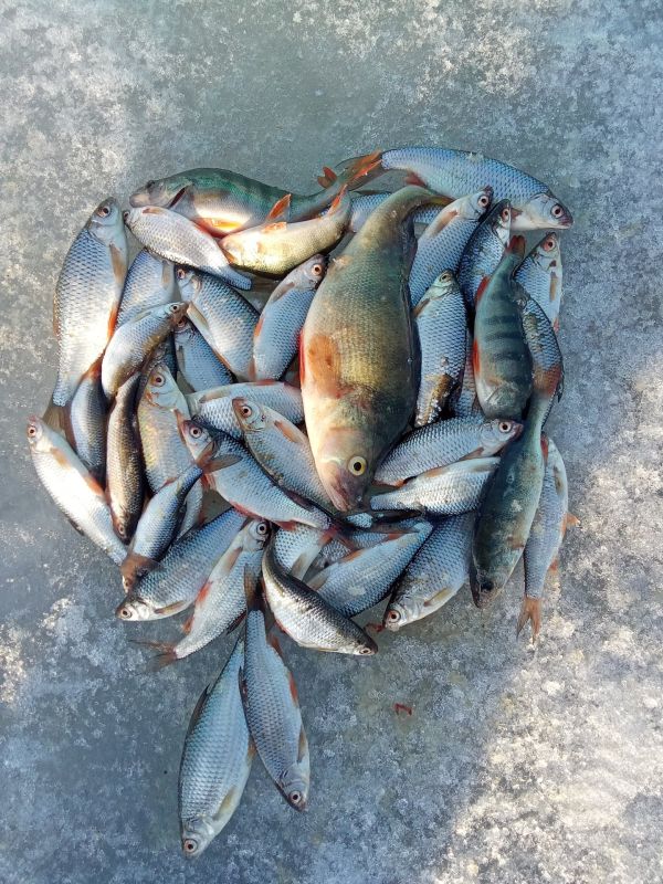 ������ ���������� ���� ������� ������������ �����