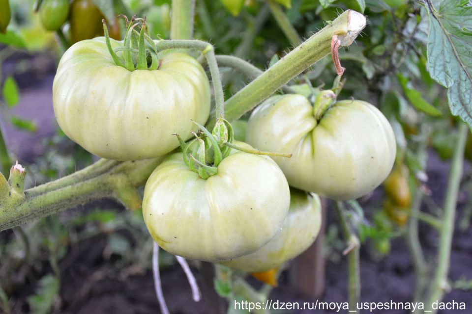 ��� �������� ���������� ������� � �������: �������� ������ ��� �����������