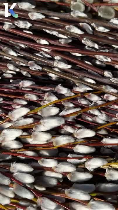 ������� ������������ �������� �������� ������� �����������