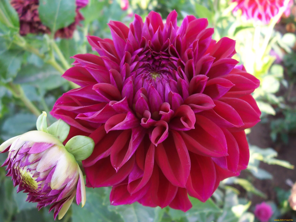 Секреты успешного хранения цветочных клубней: пять правил для садоводов