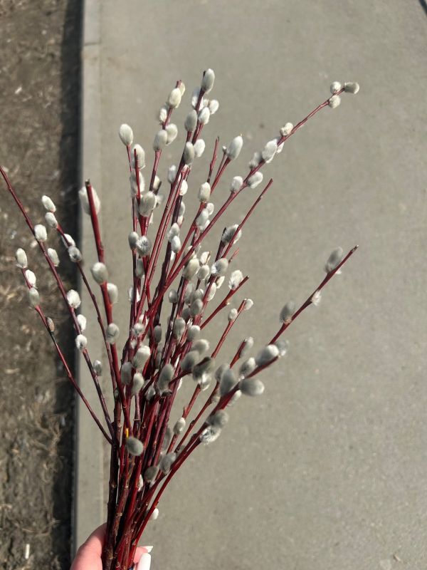 ������ ����, ��������� ����!