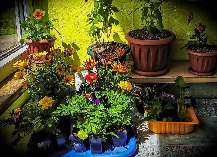 ������� ����������� ���������� �������� � ����