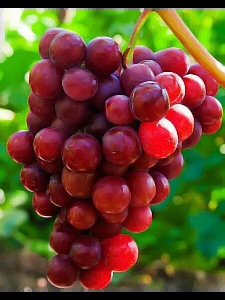 �������� ������� �����: ��������� ��������� ��� �������� � ����������� ����� � ����� �����