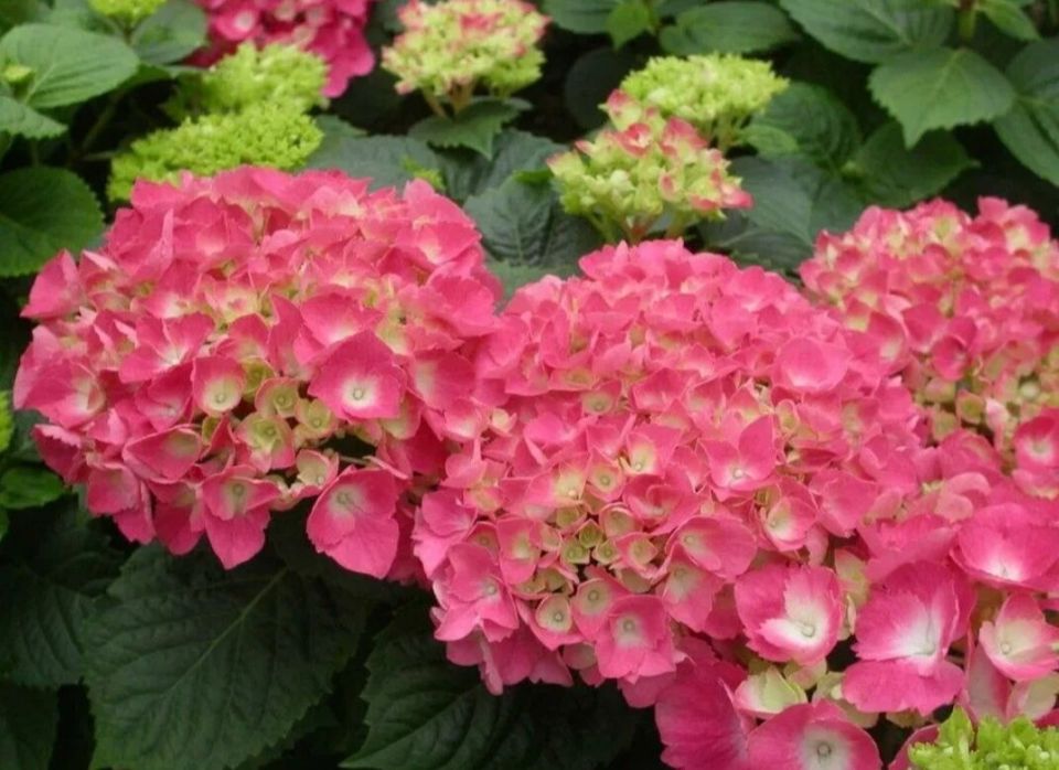 ��������� �� ������ �����: ��� ����� ��������� ��������� � ���������