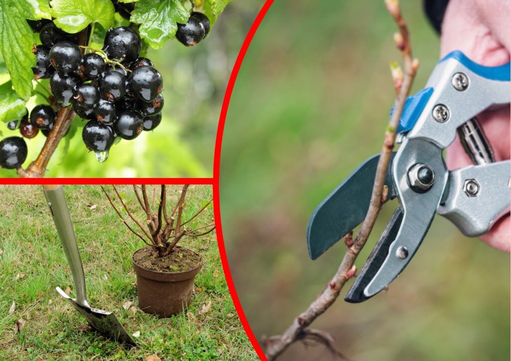 Как омолодить смородиновые кусты для богатого урожая