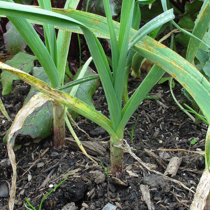 ����� ������ � ����� ������� ��� ������� ����� �������?