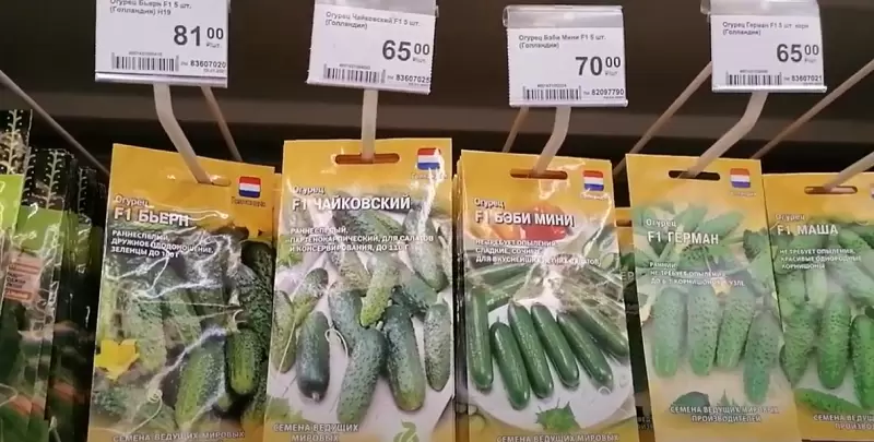 Краткий обзор гибридных огурцов: почему они заслуживают вашего внимания