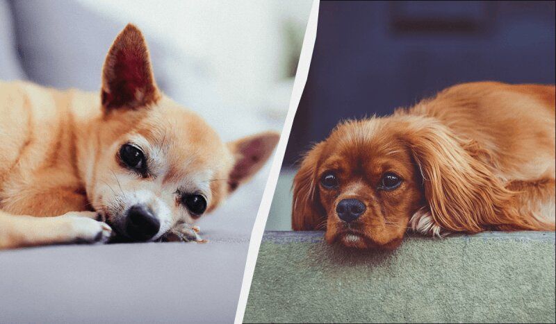 ������ ��� ����������: ������, ������� ������ ��� ����� �����