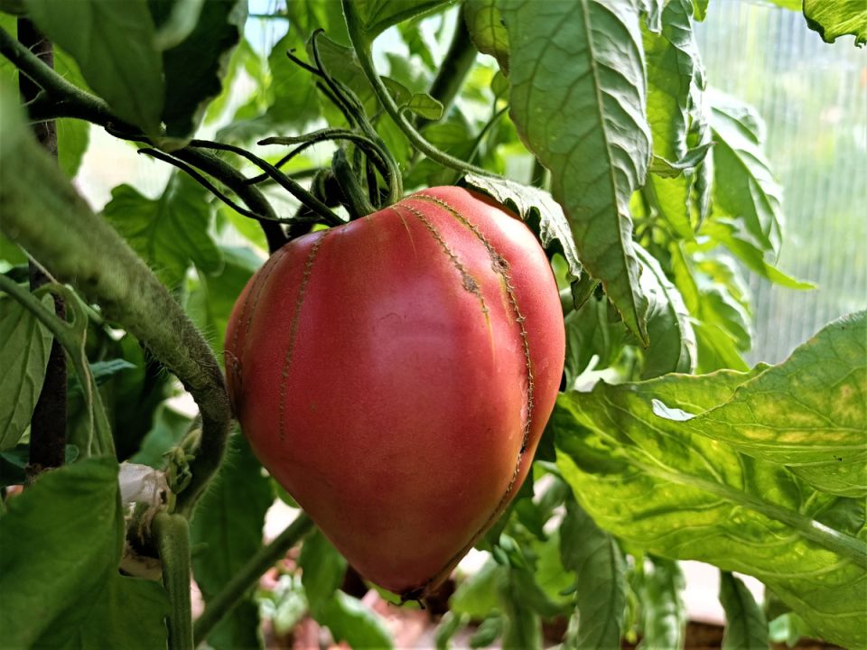 ��������� ���������� ������� � �������