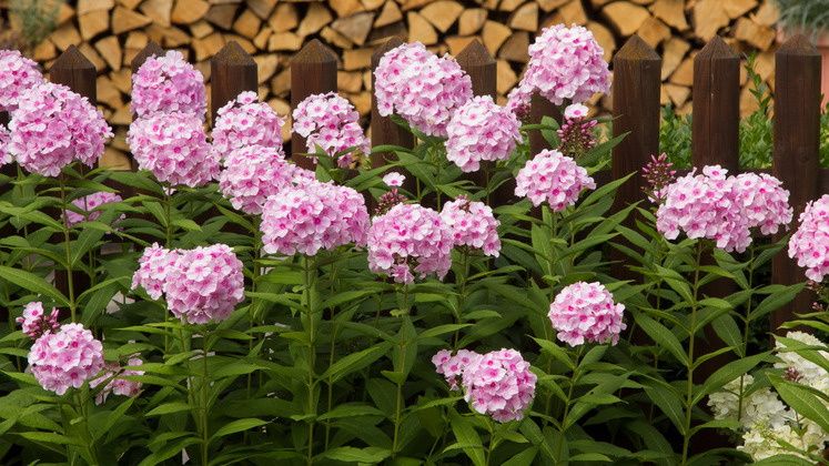 ��� �������� �������� ����������� �������: ������� �������� ������� ���������