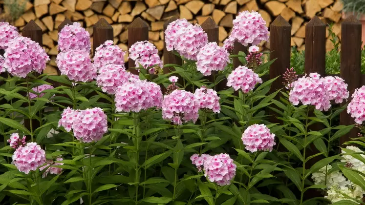 Как продлить цветение многолетних флоксов: секреты успешной осенней обработки