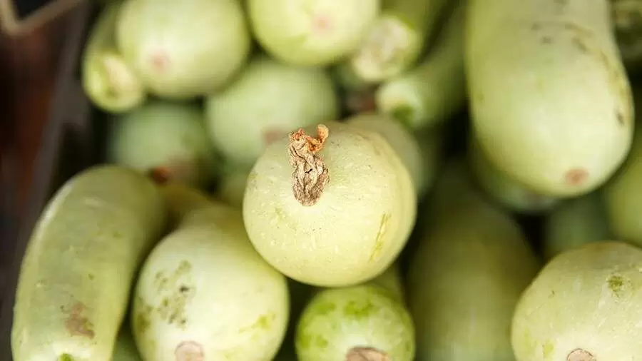 Как правильно хранить кабачки: советы экспертов