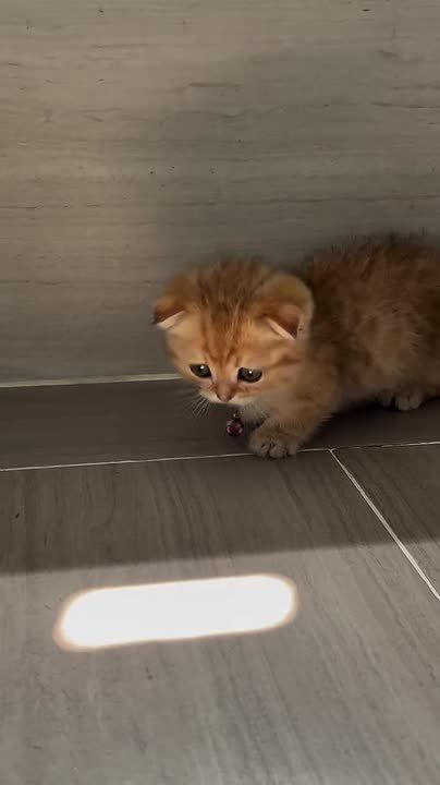 ������ ����, ��������� ����!