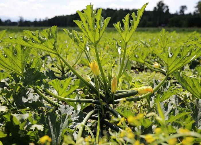 ������ ������� ������ �����: �������� ������� � �������