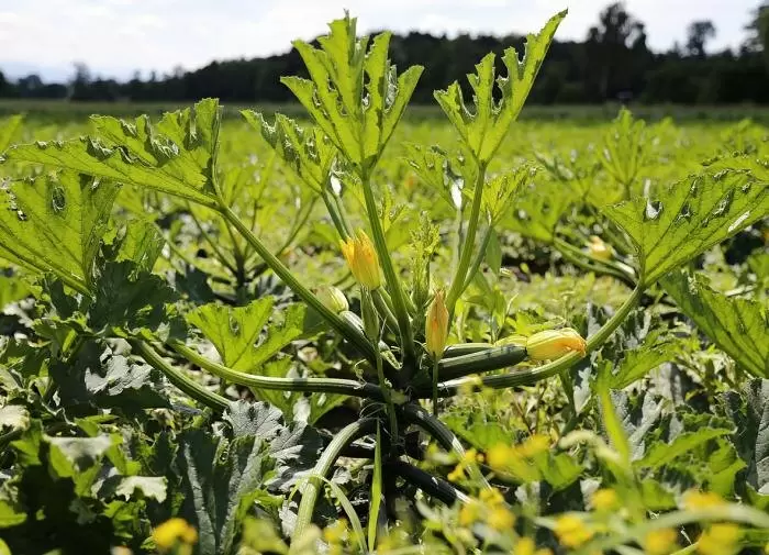 Почему желтеют листья свёклы: выясняем причины и решения