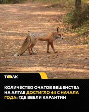 Уже 44 очага бешенства выявлено в Алтайском крае