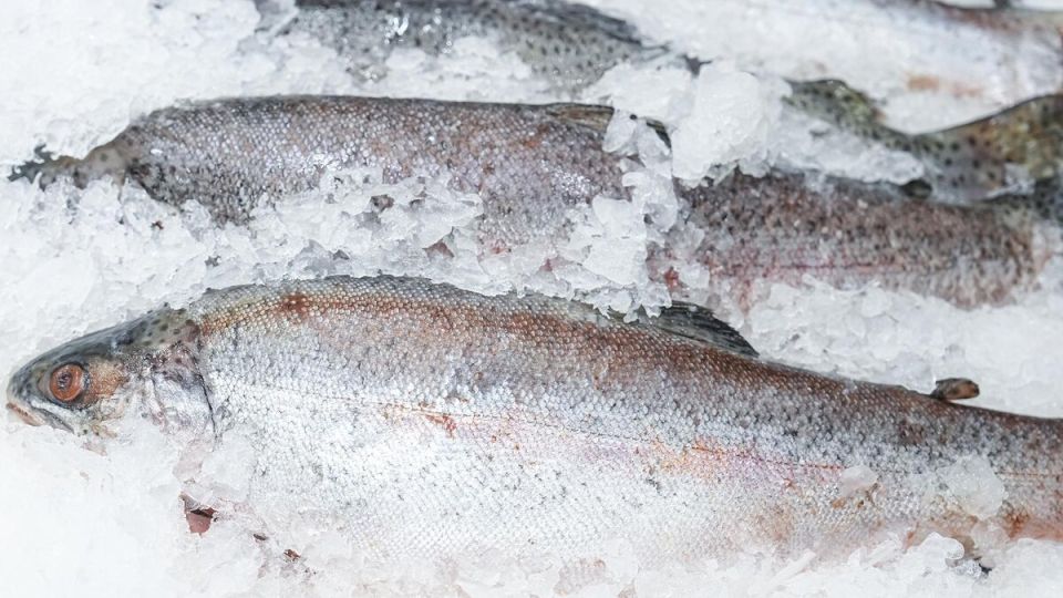 ����� ������ ������� ��� � 2026 ����