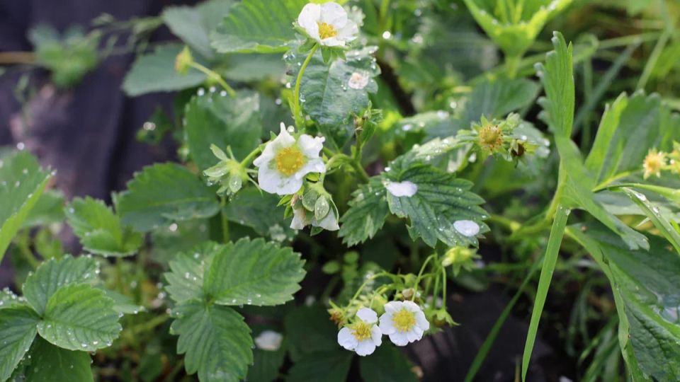 ��� ��������� ������� �������� ����������� ������ �� 25%