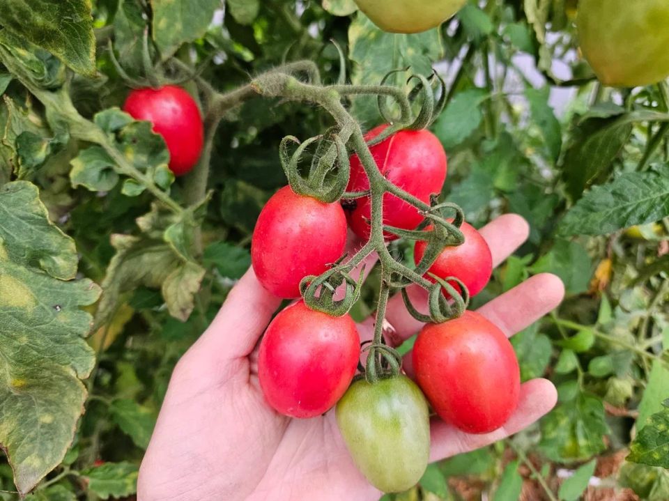 ������ ����� ������� ��������� ��������������