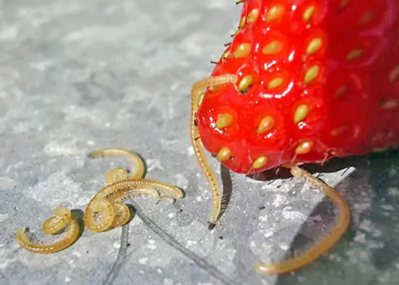 Ловкий подход к борьбе с нематодой на клубнике