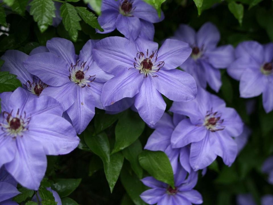 ��� ��������� ��������: ������� ��� ������� ��������