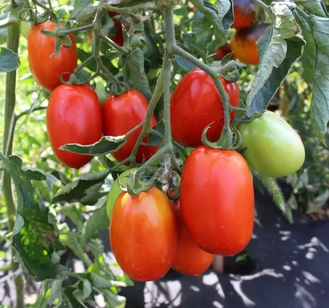 Томат Чудотворец: устойчивый сорт с стабильным урожаем и универсальными возможностями