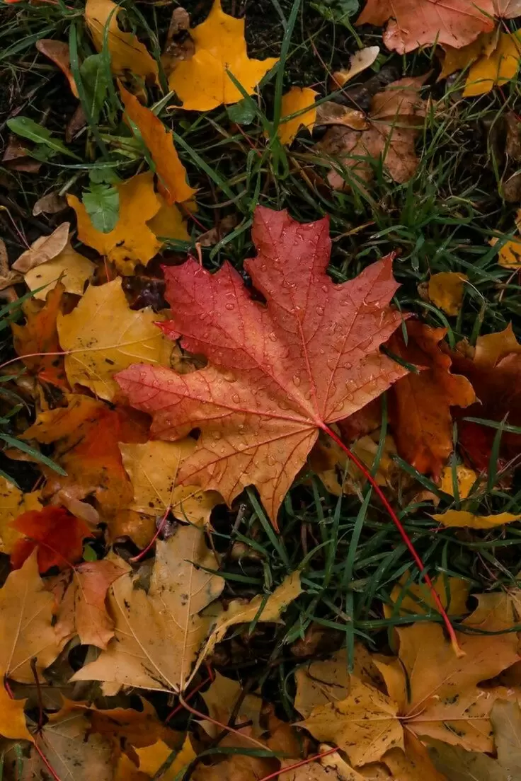 Как подготовить компост в сентябре для будущего урожая