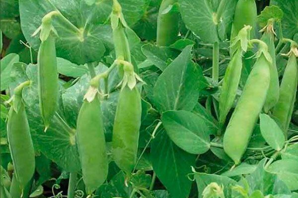 ����� ������: ������� ��������� ����������� �������� ������