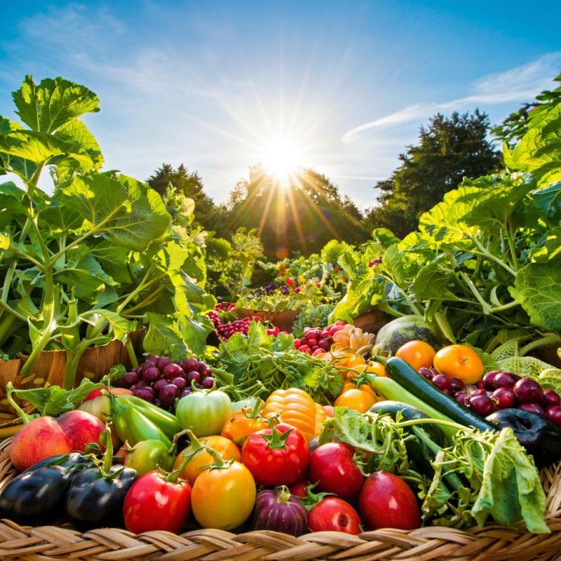 ��� ���� �������� ������: ���������������� ������ ����������� � ������� ������