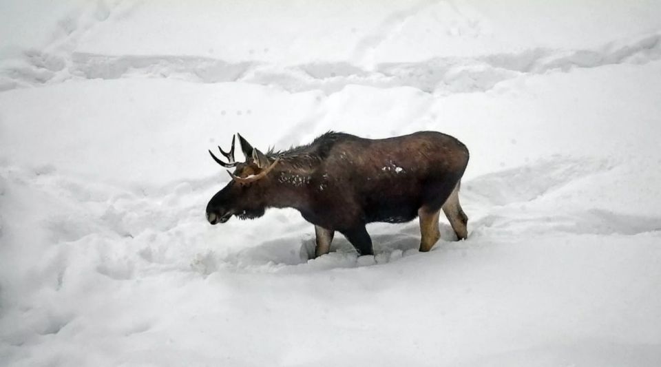 � ��������� ���������� ����������� ���������� � ����������� ������� ����� ��������