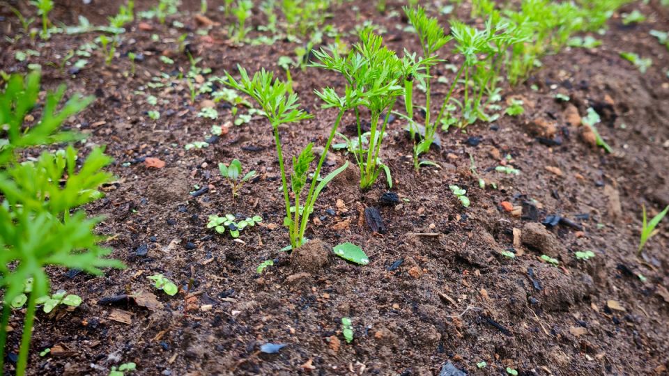 ��� ����� ������� �� ����� �������� ������� �� ��������