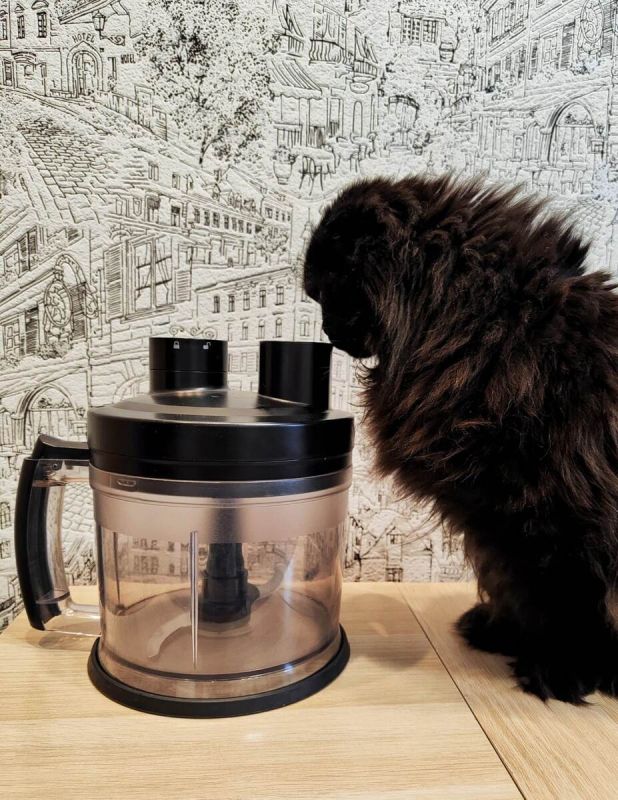 ��� ������� ������ �������� ����� �� �����: ������� � ������ ��������