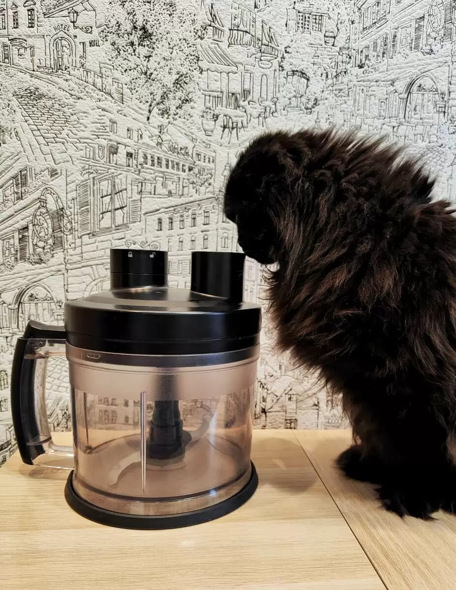 Как выбрать замену любимому другу на кухне: истории о потере блендера