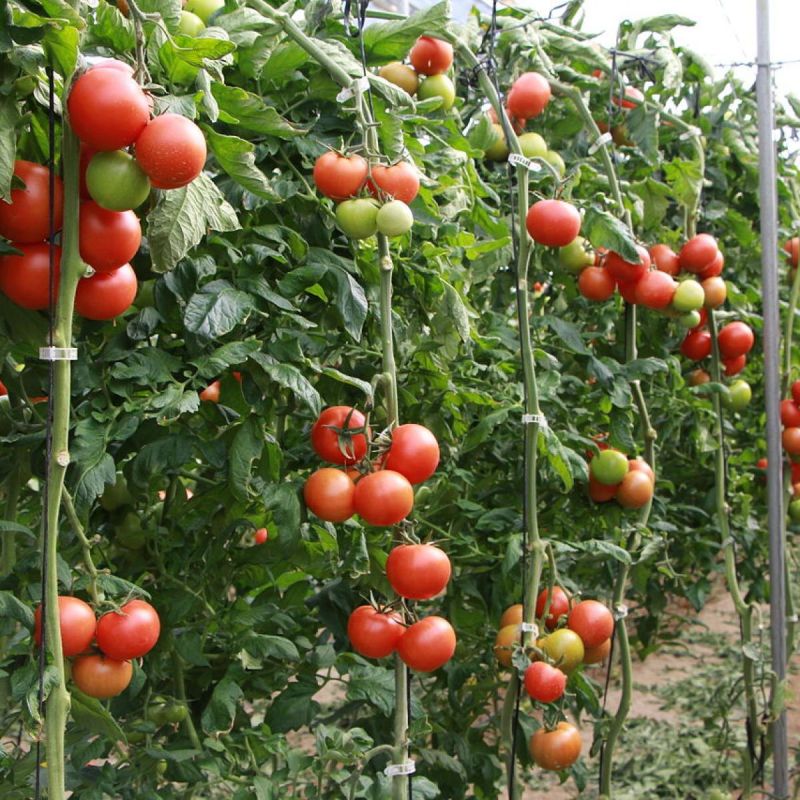 ����� ����� F1: ������ ���������� �������� ���� ���� ��� ����� ������