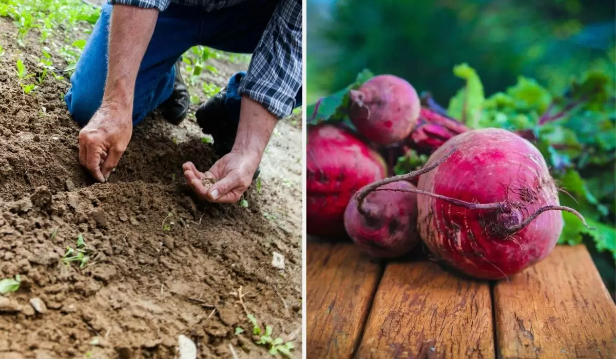 Секреты успешной посадки свеклы: как вырастить сладкие корнеплоды