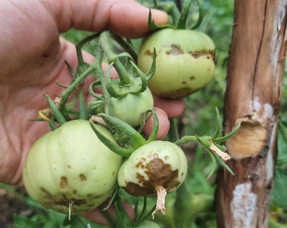 ��� ���������� � ��������� ������: ������������ �������� �� ����